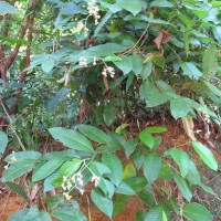 Schumacheria castaneifolia Vahl